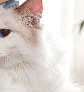 Electric Pet Massagers