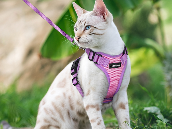 cat harness