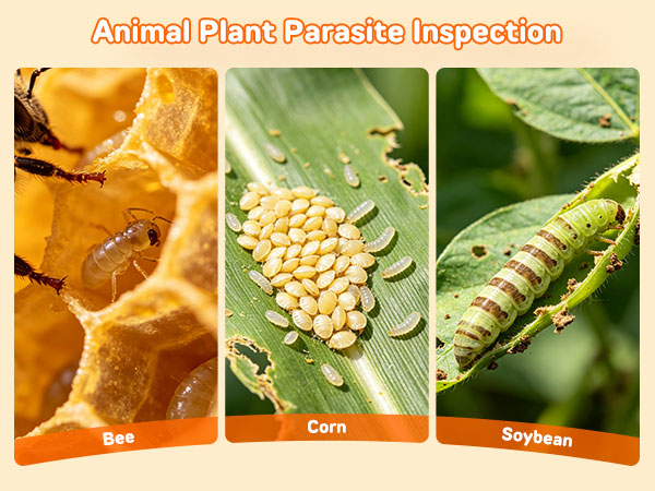 Parasite Inspection