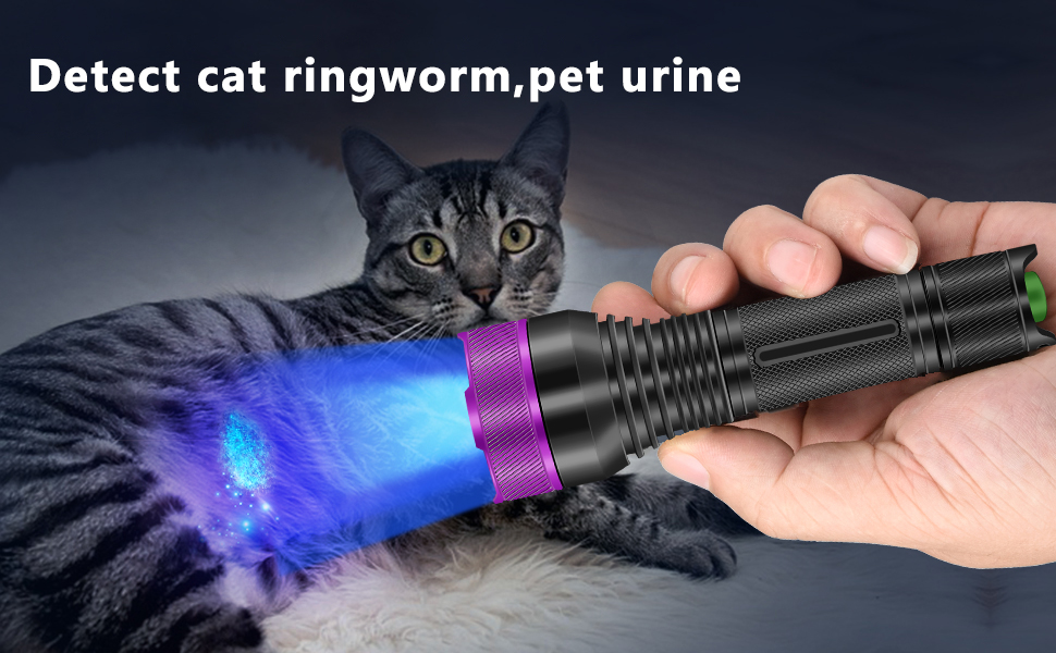 Detect Cat Ringworm