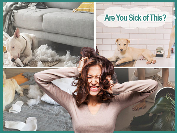 dog counter surfing deterrent