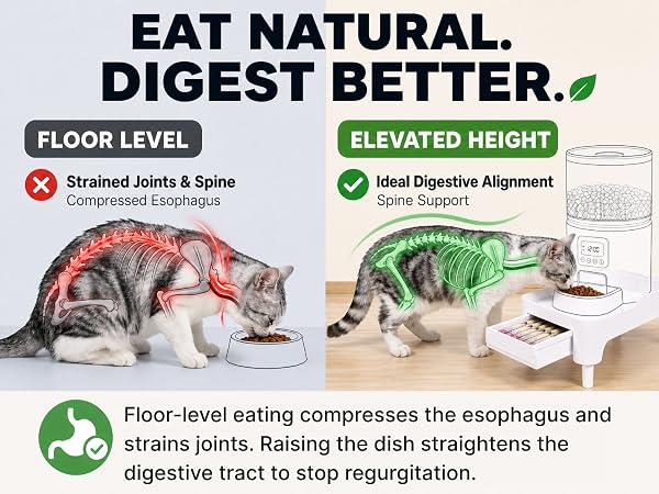 Ergonomic raised cat food stand preventing pet vomiting indigestion and spine strain
