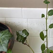 Kensizer window fly trap