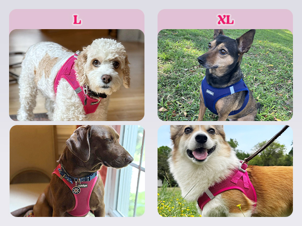 Dog Harness padded