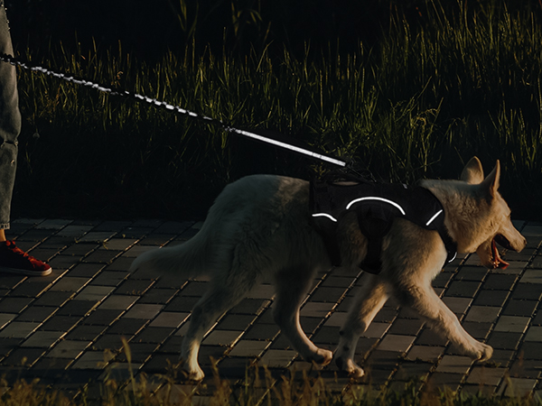 a dog wearing a harness on a leash