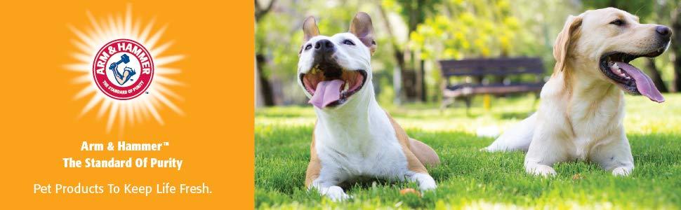 two dogs laying on grass