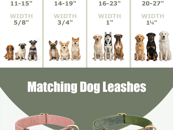 CP511 leather dog collar