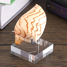 Clear Acrylic Display Stand Holder