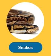 Snakes/Ball Python