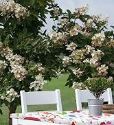 misaya Rectangle Vinyl Tablecloth, Fitted Table Cover, 100% Waterproof, Elastic Edge, Flannel Bac...