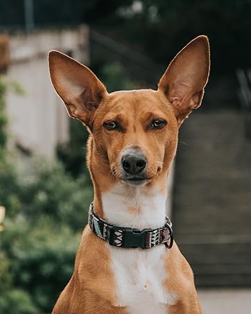 Embark Harness