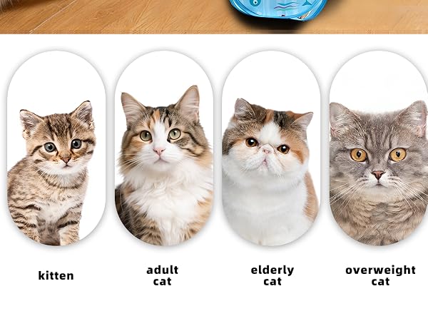 Interactive Cat Toy, Peek-a-Boo Series – Hidden Feather Wand, Rechargeable Indoor Hunting Toy