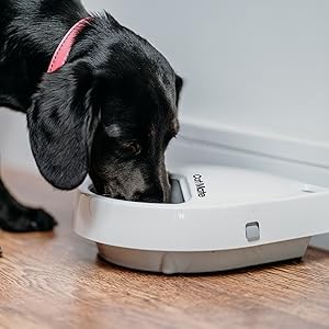 Dog Eating from C300