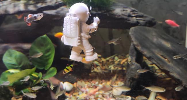 Used for Fish Aquarium decor