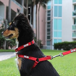 Solid Dog Harness Step In