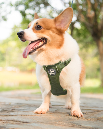 harness
