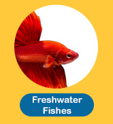 Freshwater Fishes