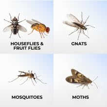 Houseflies, fruit flies, gnats, mosquitoes, moths