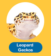 Leopard Gecko