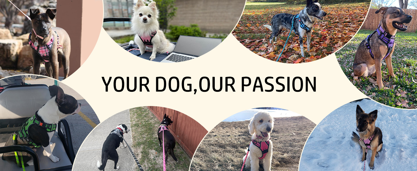 dog harness