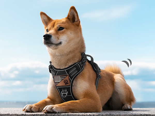dog harness small dog
