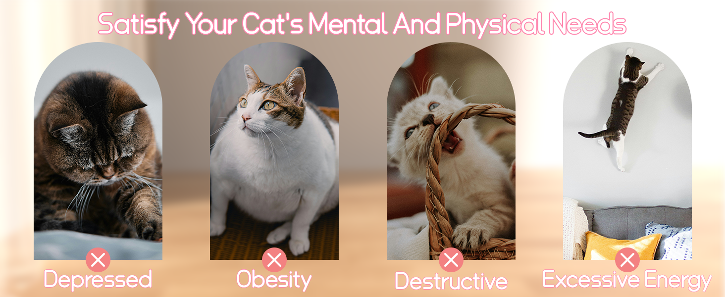 cat toys
