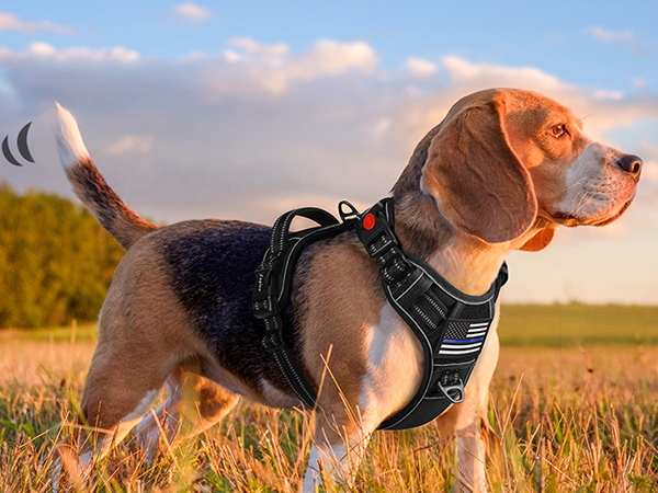 dog harness medium