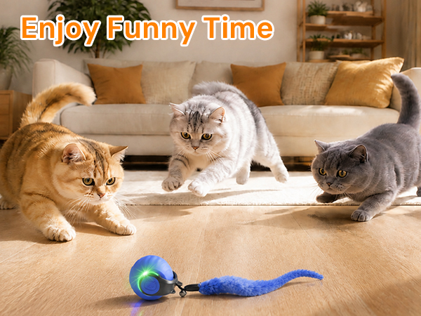 fun cat toys