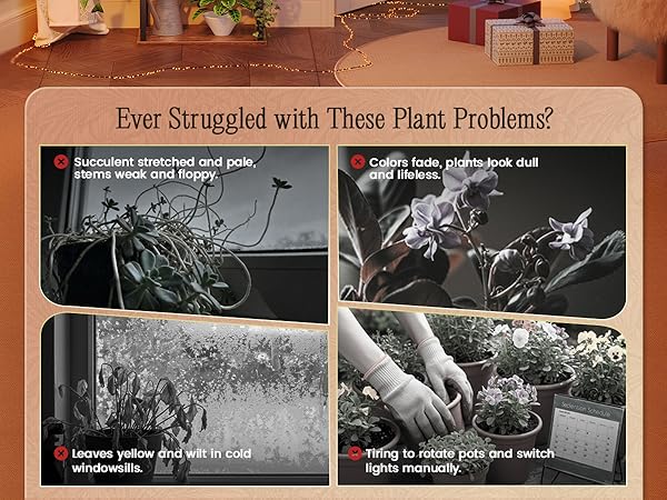 PLANT RACK