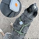 On Leash Vibration Dog Traing Device