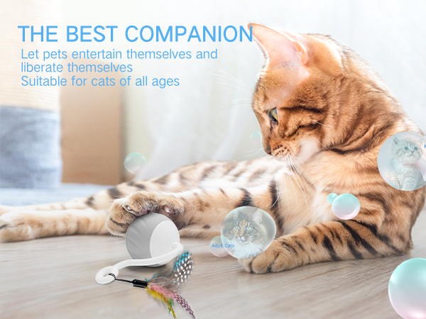 cat automatic toy