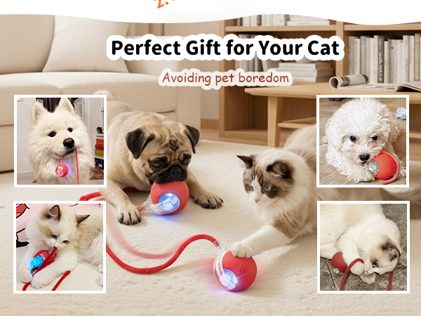 keep your cat company