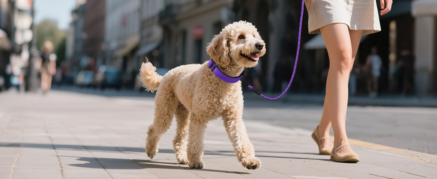 dog collar with leash