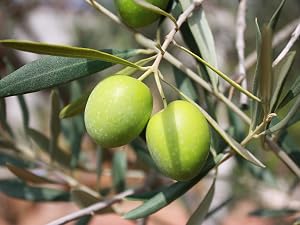 Olive Oil Tree