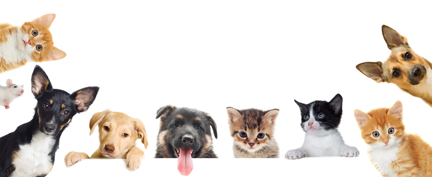 kitten toy dog toy