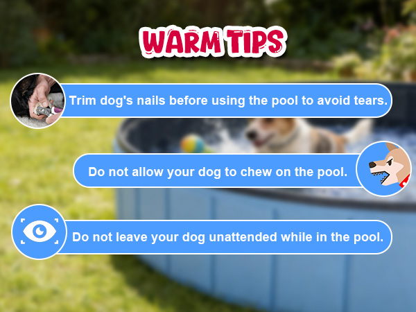 dog pool
