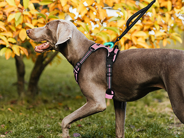 dog harness