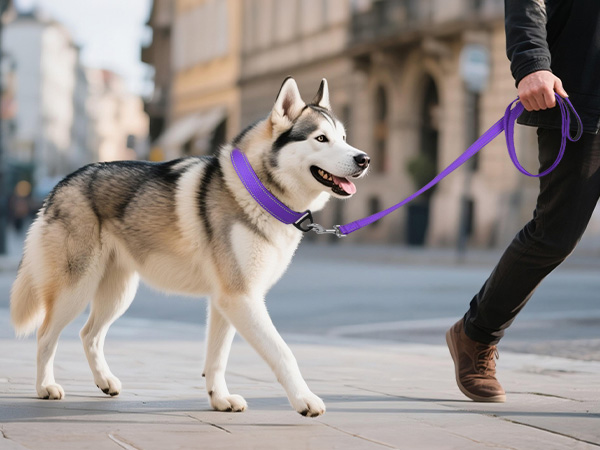 dog collar
