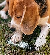beagal with biobag