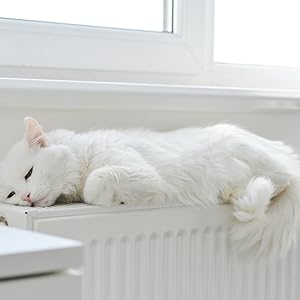 cat toy
