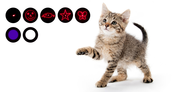 cat toy with fun patterns