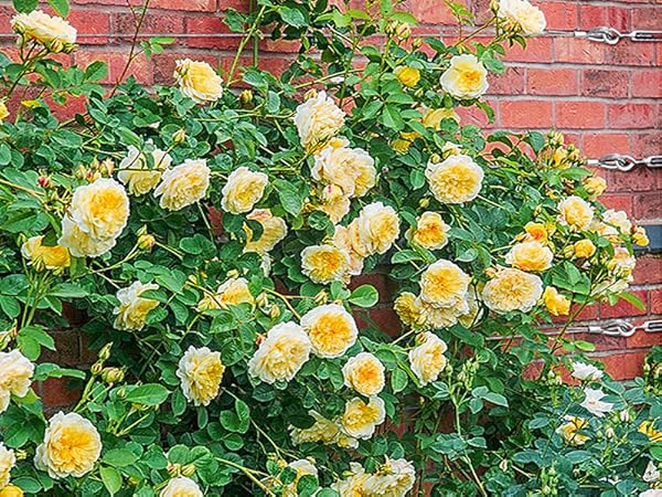 garden wire for climbing plants