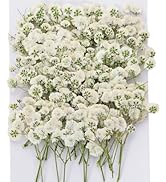 Mini Dried Pressed Baby's Breath Flowers Bulk - 30Pcs Real Natural Flat Real Gypsophila Dried Pre...