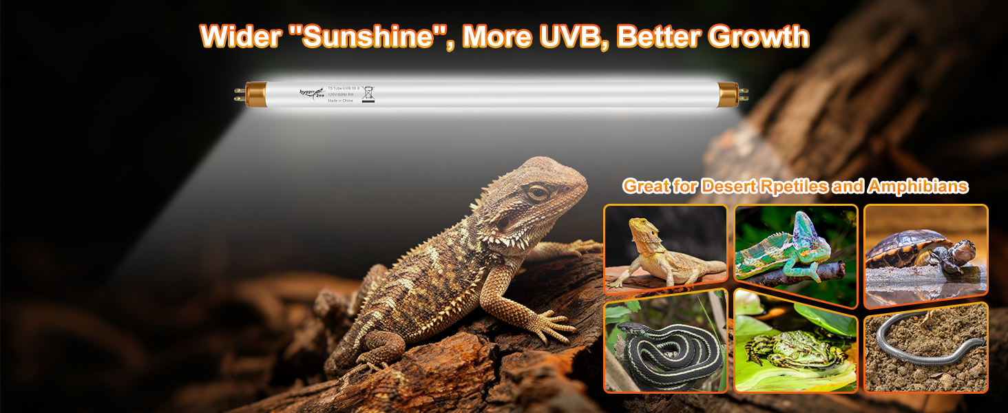 bearded dragon accessories