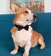 bowtie for dogs
