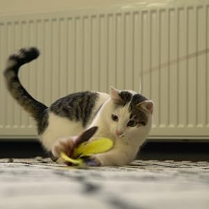 Cats are crazy about chasing games!
