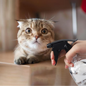 Pets cleaning and feeding