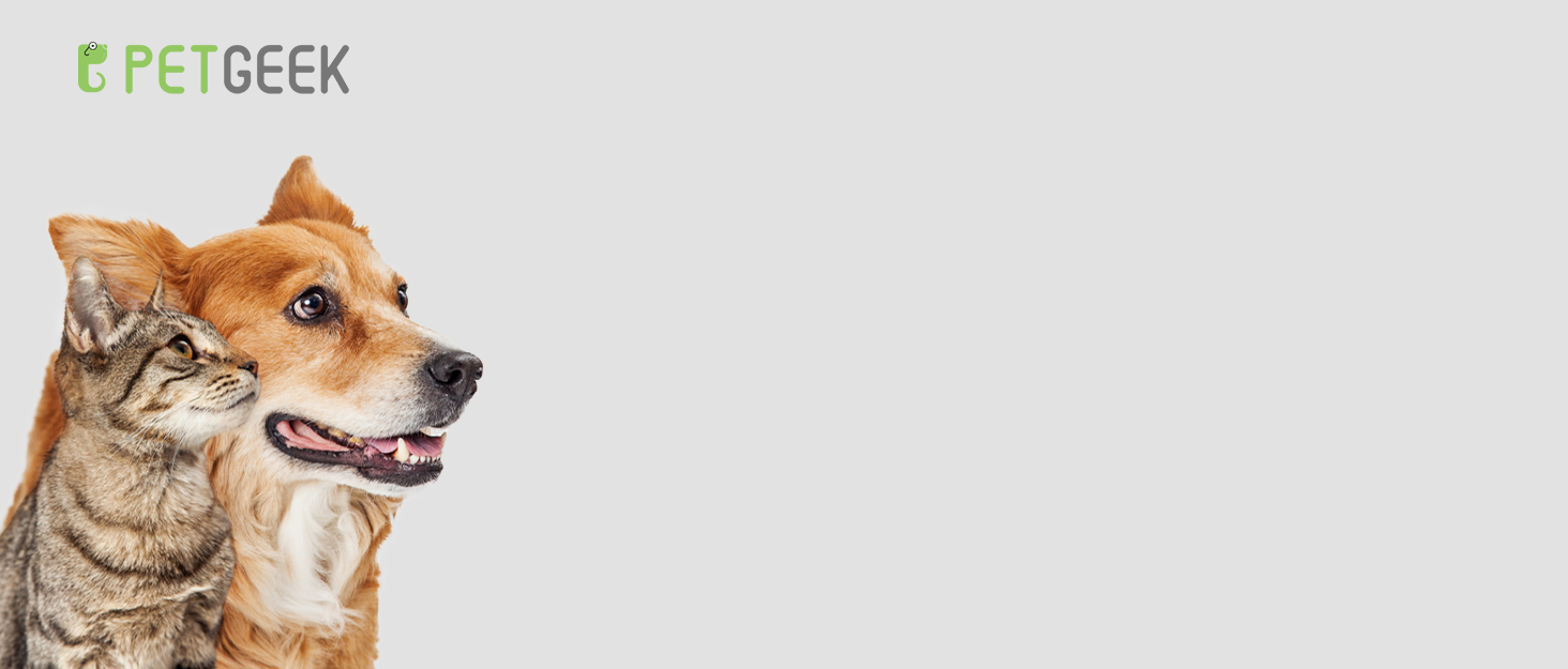 electronic dog toys