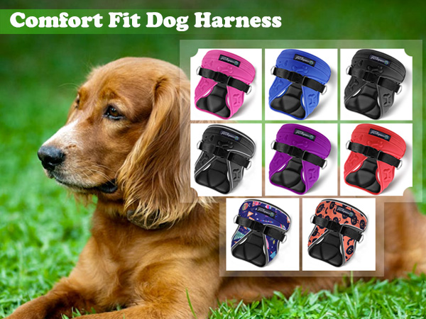 dog harness
