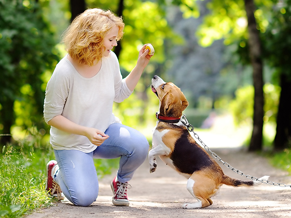 dog chain leash